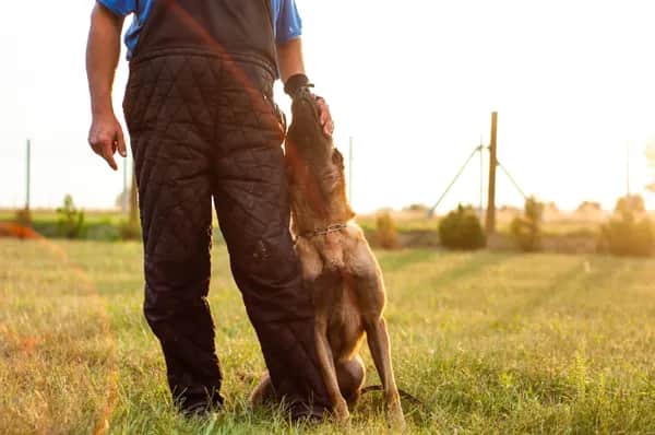 Professioneller Hundetrainer in Niederösterreich