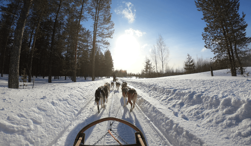 Schulausflug mit Schlittenhunden