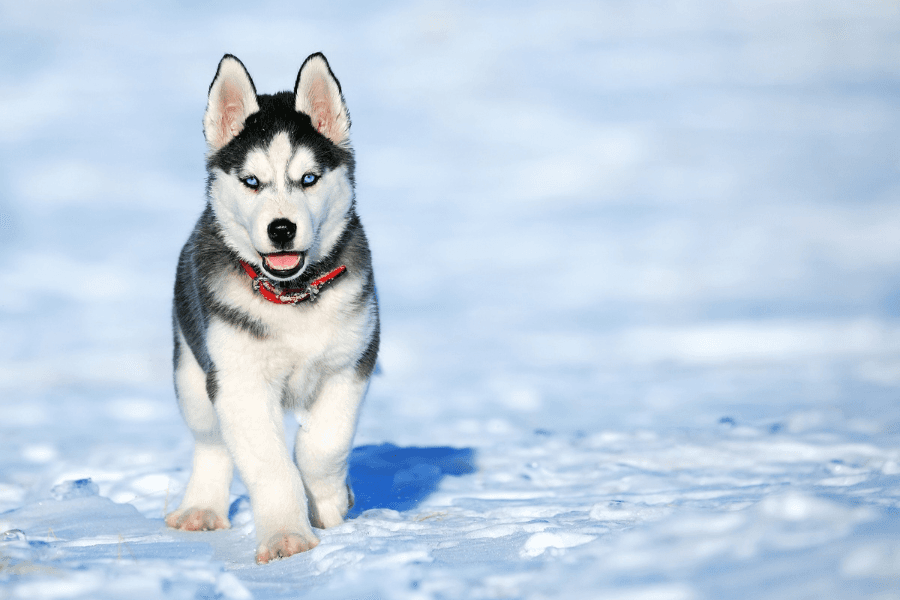 Welt der Schlittenhunde