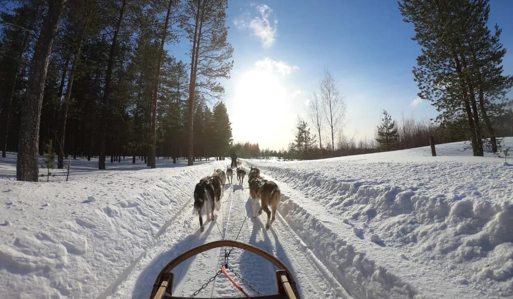 Zughundesport mit eigenem Hund erlernen