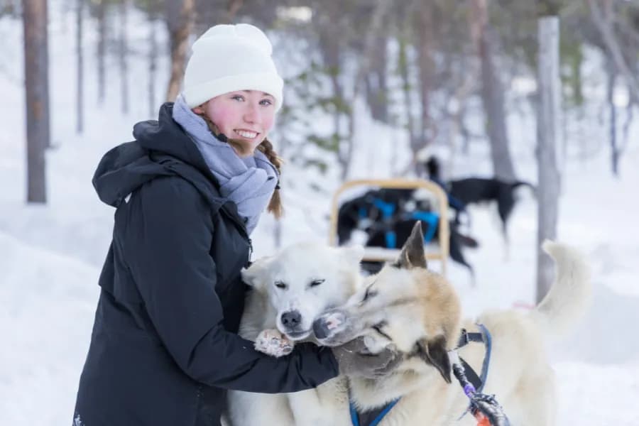 Schlittenhundesport in Österreich kennenlernen