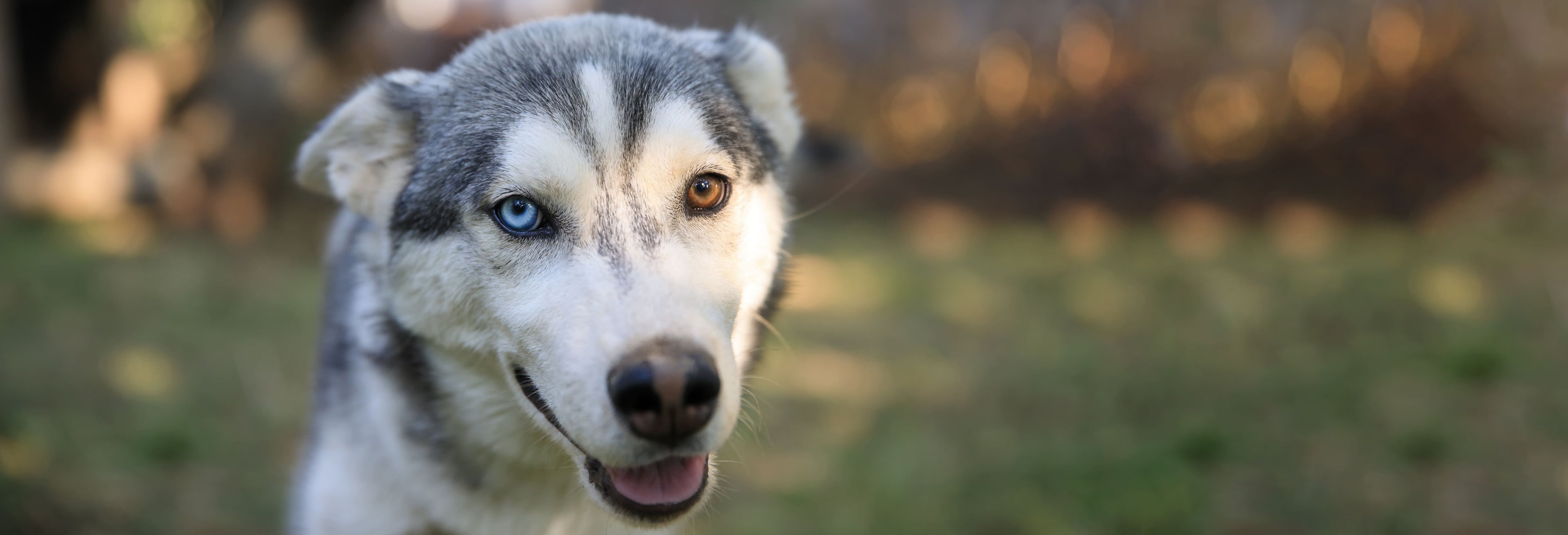 Husky Stadl