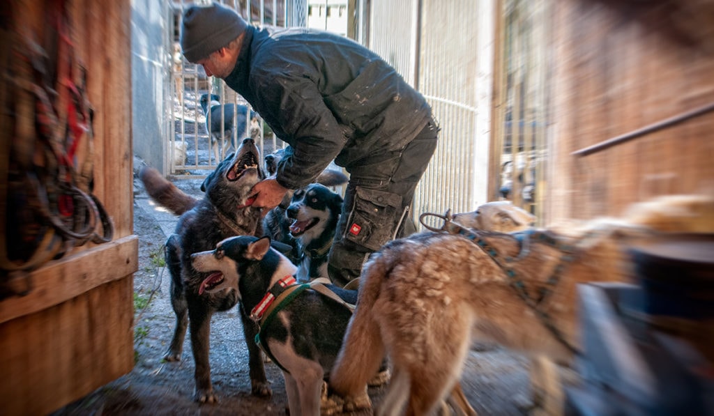 Kennenlernen von Huskys in Niederösterreich