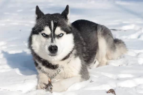 Professionelles Dog Coaching mit Hundetrainern